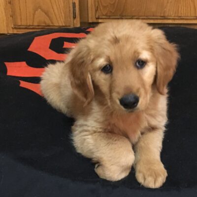 Golden retriever puppy