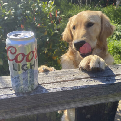 Thirsty golden retriever