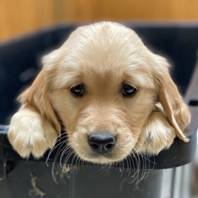 Young puppy in a black container