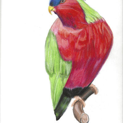 Taveuni parrot